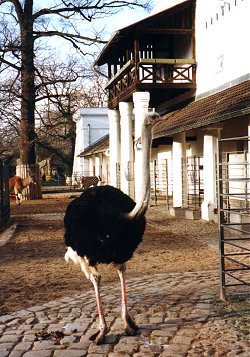 Berlin Zoo