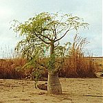 Baobab tree